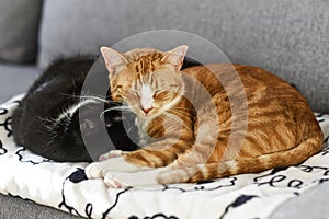 Two cats sleeping and cuddling on the sofa at home.