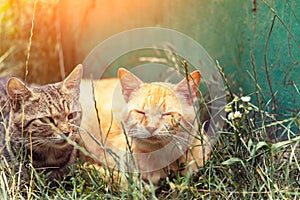 Two cats sleeping on the grass