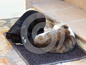 Two Cats Sleeping on a Mat