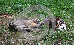 Two cats are sleeping picturesquely in the green grass photo