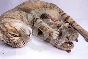 two cats are sleeping on top of each other on a bed