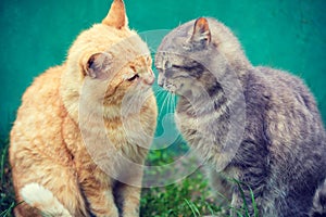 Two cats sniffing to each other