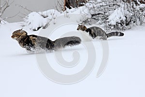 Two cats in the snow
