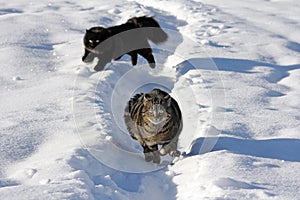 Two cats in the snow