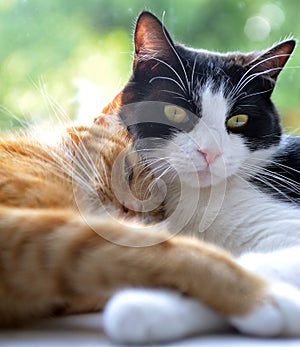 Two cats snuggle with each other in window