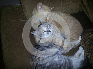 Two Cats Snuggling on Chair