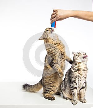 Two cats standing and eating food from hand