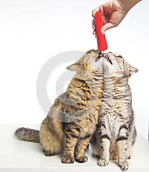 Two cats standing and eating food from hand