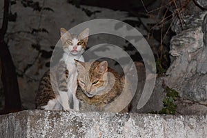 Two cats standing on rock
