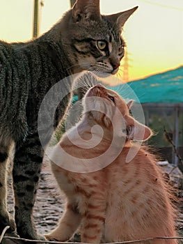 Two cats staring at themselves