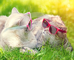 Two cats with sunglasses lying on the grass