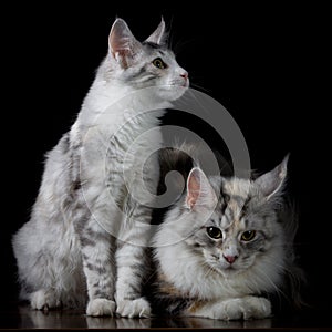 Two cats on a table