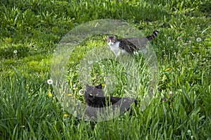 Two cats in tall green grass hunt on a sunny summer day.