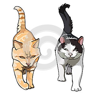 Two cats with their tails up walking frontally