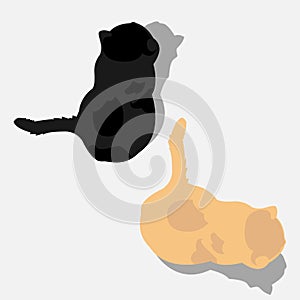 Two cats top view isolated