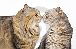 Two cats touch noses to each other