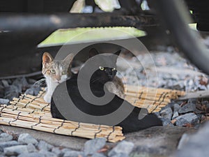 Two cats under the locomotive train tracks.