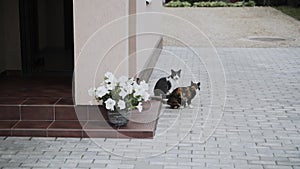 Two cats walk down front porch steps and sit down on gray concrete slabs.