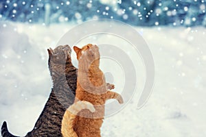 Two cats walk on snow during a snowfall