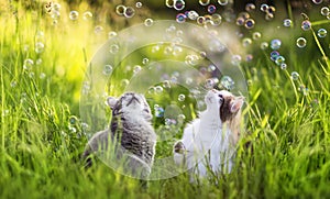 Two cats walk in a sunny meadow and have fun catching soap bubbles
