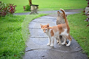 Two cats walking in a resort in Amed, Bali photo