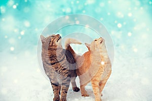 Two cats are walking in the snow