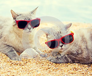 Two cats wearing sunglasses