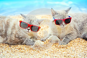 Two cats wearing sunglasses