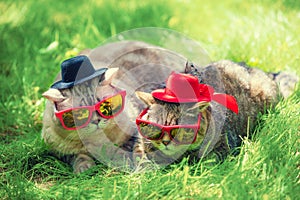 Two cats wearing sunglasses and hats