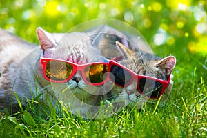 Two cats wearing sunglasses lying in a grass