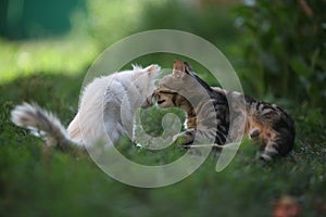 Two cats white and gray striped on green grass