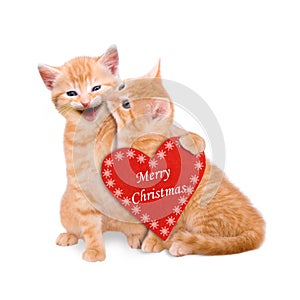 Two cats wishing Merry Christmas isolated