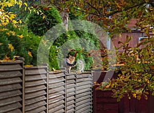 Two cats on the wooden brown fence in the backyard