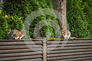 Two cats on the wooden brown fence in the backyard