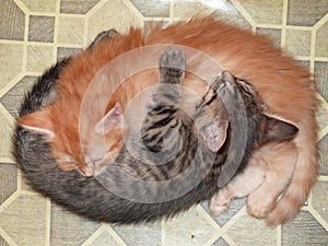 Two cats, yin and yang, hug and sleep.