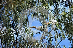 Two Cattle Egrets (Bubulcus ibis) perched on a tree in Sydney