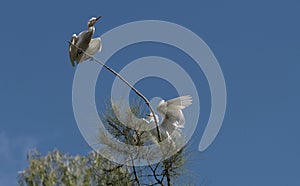 Two Cattle Egrets (Bubulcus ibis) perching on a tree