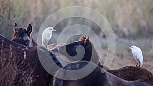 Two Cattle Egrets on Horse