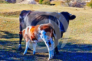 Two cattle