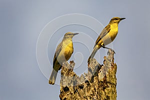 Two Cattle tyrants (machetornis rixosa,) looking to the right an perched on a palm trunk, Manizales,on a