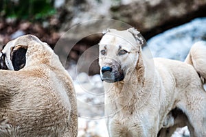 Two Caucasian Shepherd Dogs Close Up