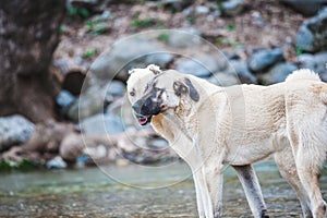 Two Caucasian Shepherd Dogs Close Up