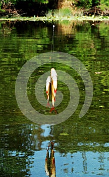 Two caught figh on fishing rod on the background of lake surface.