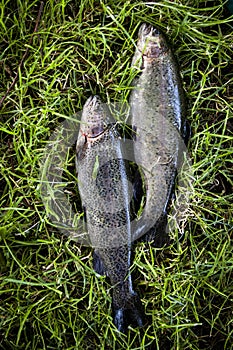 Two caught fish laying in a pile