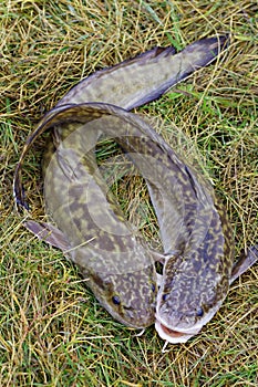 Two caught Siberian burbots