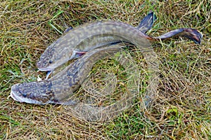 Two caught Siberian burbots