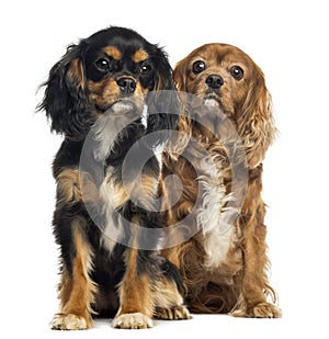 Two Cavalier King Charles sitting, isolated