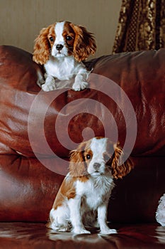 Two Cavalier King Charles Spaniel dogs rest on sofa. One sit on back of couch at top, another cub settle down below.