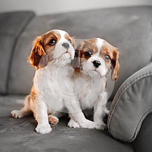 Two cavalier king charles spaniel puppies posing indoors
