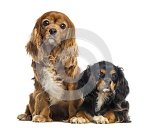 Two Cavalier King Charles Spaniel sitting and lying